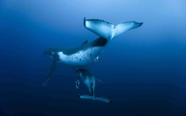 A blue whale is swimming peacefully in the deep ocean surrounded by dark blue water, 2K Desktop Wallpaper