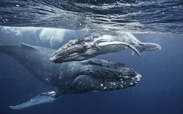 A blue whale and its calf are swimming peacefully underwater, HD Desktop Wallpaper