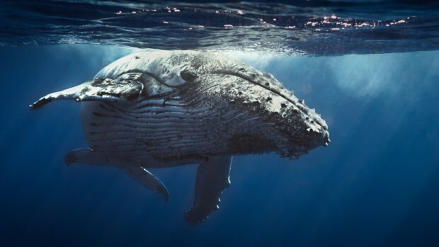 A blue whale is swimming gracefully underwater in deep ocean, 4K Desktop Wallpaper