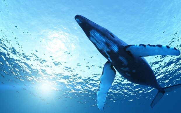 A blue whale is gracefully swimming beneath the ocean surface in clear blue water, 2K Desktop Wallpaper