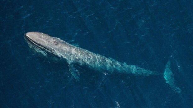 A blue whale is swimming peacefully in the deep blue ocean water, HD Desktop Wallpaper