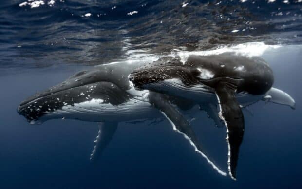 A blue whale is swimming peacefully underwater in deep blue ocean, 2K Desktop Wallpaper