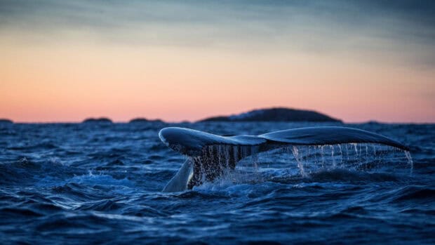 A blue whale tail is rising above the ocean water during sunset, 2K Desktop Wallpaper