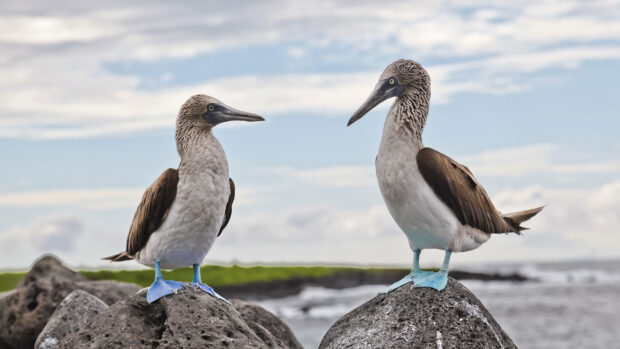 Two blue footed boobies standing on rocks by the ocean at Galapagos Islands, HD Desktop Wallpaper