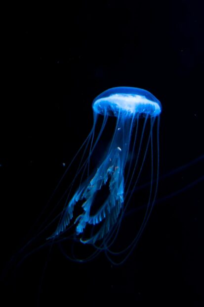 A glowing jellyfish floats with trailing tentacles in the dark water, HD Mobile Wallpaper