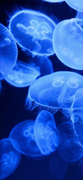 A group of glowing jellyfish swim gracefully in the dark ocean water, 2K Mobile Wallpaper