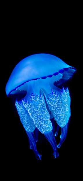 A vibrant blue glowing jellyfish drifts gracefully through the dark ocean waters, 2K Phone Wallpaper