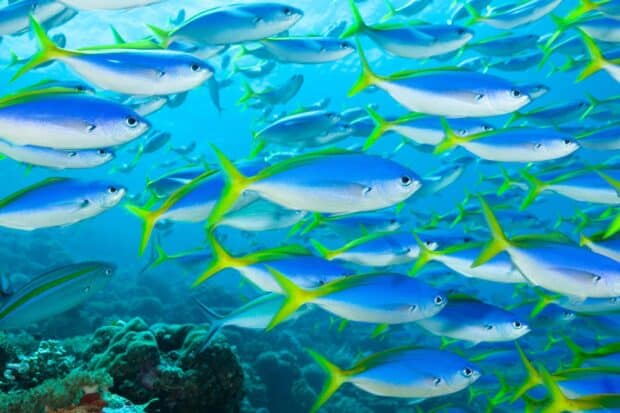 A school of blue and yellow tropical fish swim over a coral reef underwater, HD Desktop Wallpaper