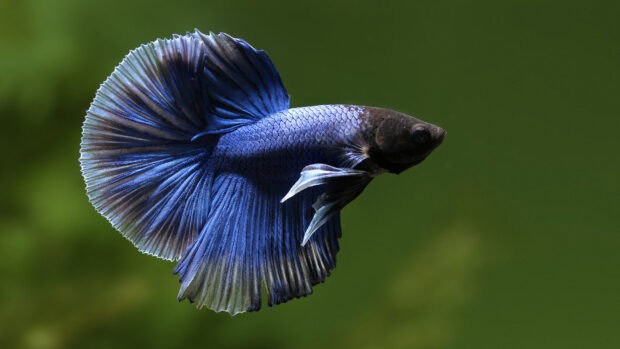 A blue tropical fish swimming against a green background, HD Desktop Wallpaper