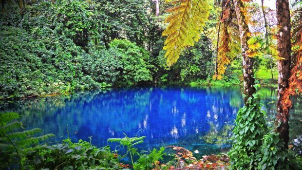 A clear blue water lake surrounded by lush green forest at Espiritu Santo Vanuatu, HD Desktop Wallpaper