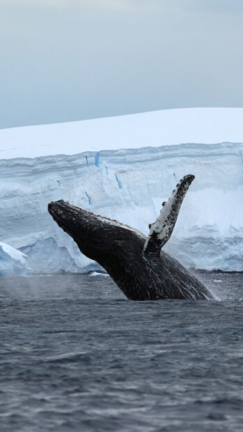 A blue whale breaches near an ice shelf in cold ocean waters, 4K Phone Wallpaper