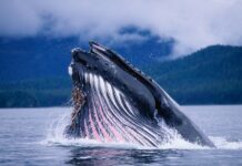 A blue whale is breaching the water with mountains in the background, 2K Desktop Wallpaper