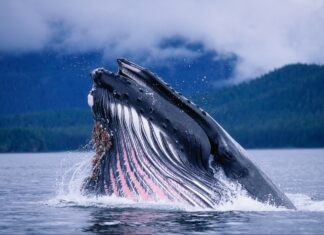 A blue whale is breaching the water with mountains in the background, 2K Desktop Wallpaper