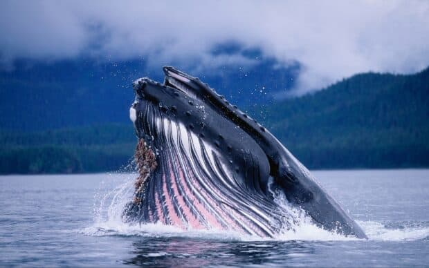 A blue whale is breaching the water with mountains in the background, 2K Desktop Wallpaper