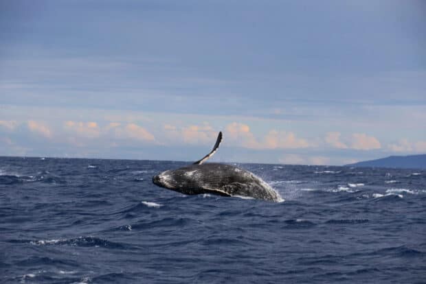 A blue whale jumping out of the ocean near the horizon, 2K Desktop Wallpaper