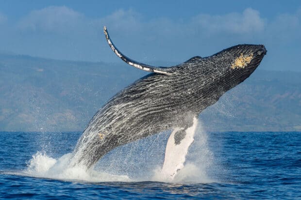 A blue whale is breaching the ocean surface near the shore under a clear sky, HD Desktop Wallpaper