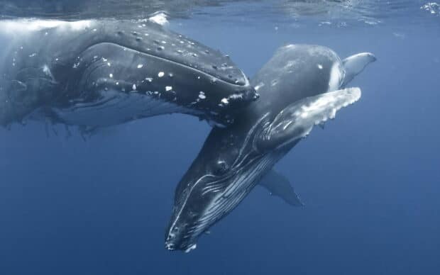 A blue whale is swimming underwater in the deep blue sea, 2K Desktop Wallpaper