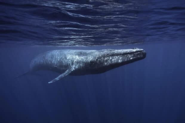 A blue whale is swimming calmly beneath the ocean surface with sunlight reflecting on its body, HD Desktop Wallpaper