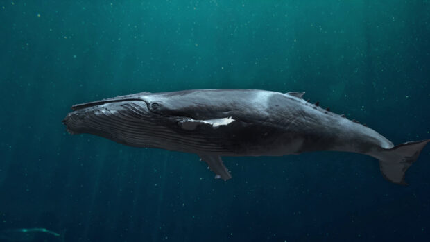 A blue whale is gliding through the deep ocean water with visible textures on its skin, 4K Desktop Wallpaper