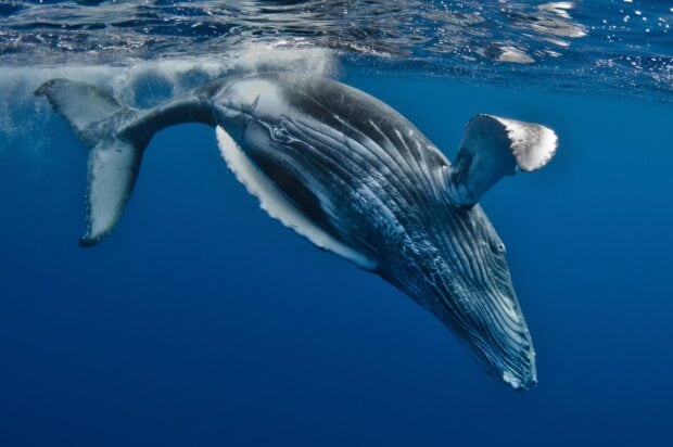 A blue whale is gracefully swimming underwater in the deep ocean, HD Desktop Wallpaper