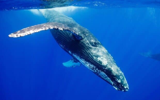A blue whale is gracefully swimming underwater with visible skin texture and bubbles around, HD Desktop Wallpaper