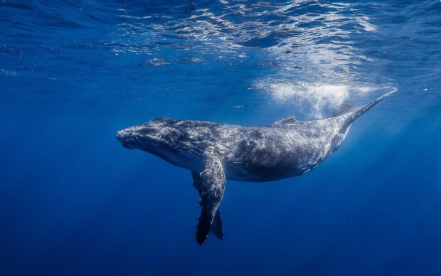 A blue whale is swimming gracefully beneath the ocean surface in clear blue water, HD Desktop Wallpaper