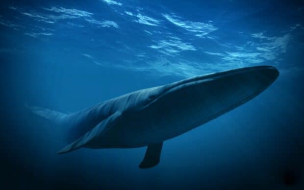 A blue whale swimming gracefully underwater with sunlight filtering through the sea, HD Desktop Wallpaper