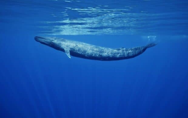 A blue whale swimming peacefully in the deep ocean with sunlight filtering through, HD Desktop Wallpaper