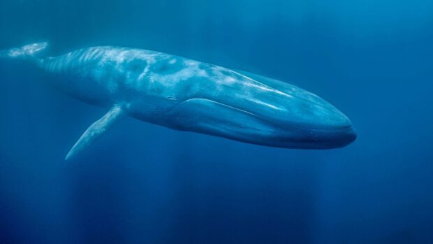 A blue whale is gracefully swimming in deep ocean water, 2K Desktop Wallpaper