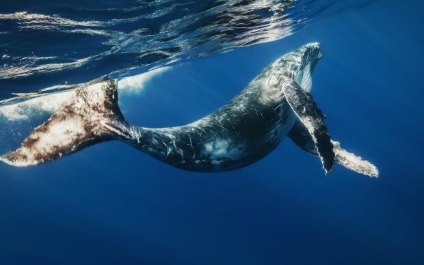 A blue whale swimming gracefully in deep blue ocean water, HD Desktop Wallpaper