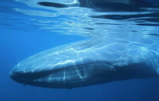 A close up of a blue whale swimming calmly underwater in the ocean, 2K Desktop Wallpaper