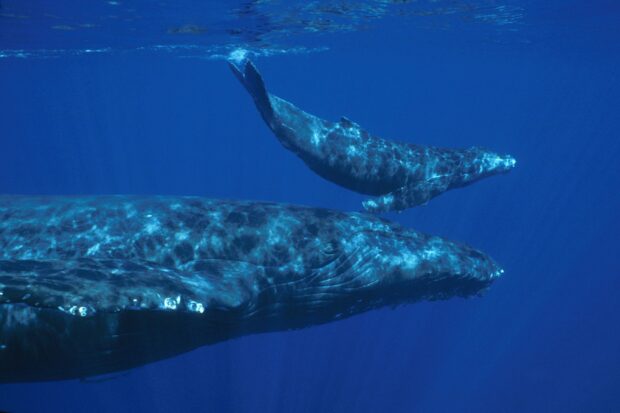 A large blue whale swimming with its calf in deep ocean water, 2K Desktop Wallpaper