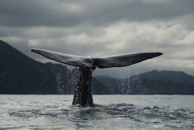 A blue whale tail emerges from the ocean near mountainous coastline under cloudy sky, 2K Desktop Wallpaper