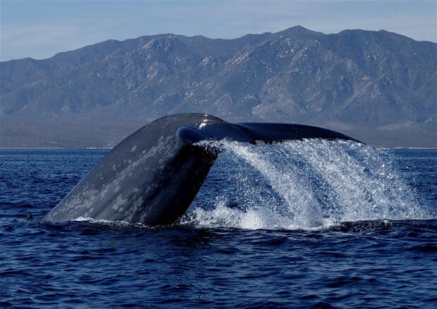 A blue whale tail splashes water near mountainous coast, HD Desktop Wallpaper