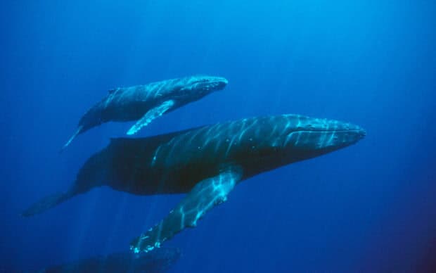 Two blue whales swimming calmly in the deep blue ocean with sunlight filtering through, 2K Desktop Wallpaper