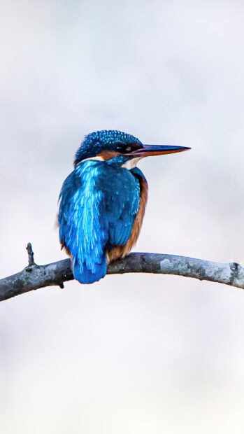 A vivid kingfisher bird rests quietly on a bare branch showing its bright blue feathers, 4K Phone Wallpaper
