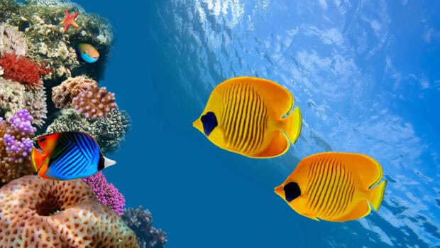 Two yellow tropical fish swim near a colorful coral reef in clear ocean water, 4K Desktop Wallpaper
