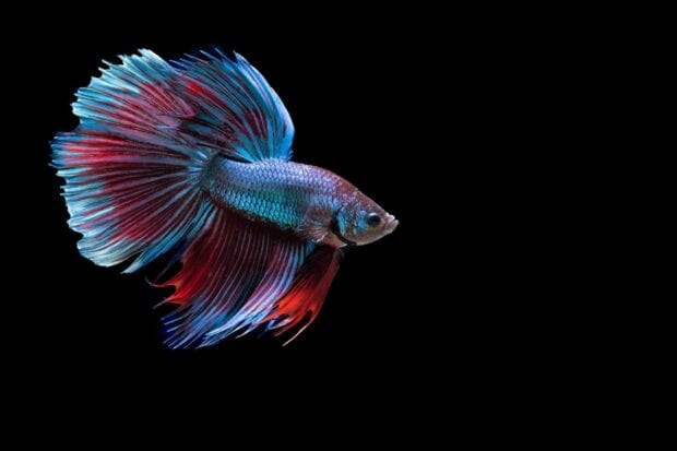 A bright tropical fish with flowing fins swimming in dark water, HD Desktop Wallpaper