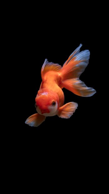 A bright orange tropical fish with flowing fins swimming against a black background, 4K Mobile Wallpaper