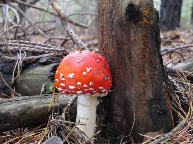 A bright red Amanita mushroom stands on a forest floor covered with pine needles and fallen branches, HD Desktop Wallpaper