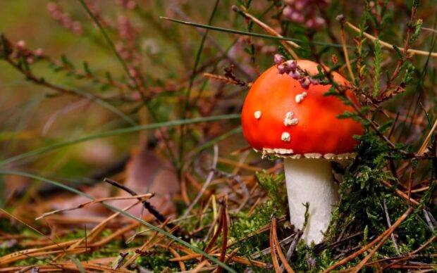 A bright red amanita mushroom grows among grass and pine needles in the forest floor, 2K Desktop Wallpaper