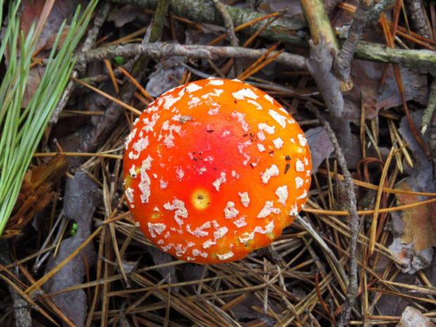 A close up of a bright red amanita mushroom surrounded by pine needles and twigs in the forest, HD Desktop Wallpaper