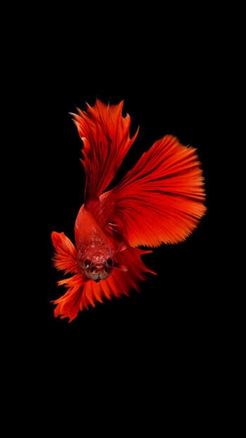 A vivid red tropical fish swims against a black background showing its flowing fins, 4K Phone Wallpaper