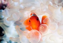 A bright tropical fish hiding among translucent soft corals in the ocean, HD Desktop Wallpaper