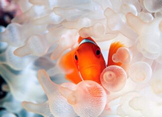 A bright tropical fish hiding among translucent soft corals in the ocean, HD Desktop Wallpaper