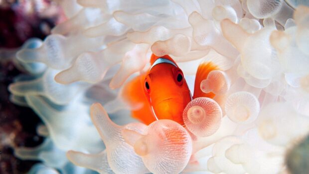 A bright tropical fish hiding among translucent soft corals in the ocean, HD Desktop Wallpaper