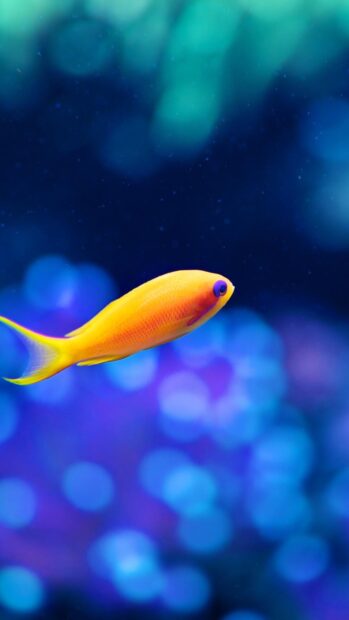 A bright yellow tropical fish swims gracefully in vibrant blue water with soft light spots, 4K Mobile Wallpaper