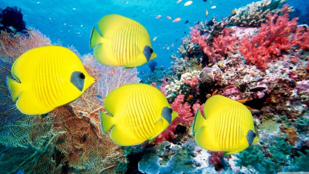 Bright yellow tropical fish swim near a colorful coral reef in clear blue water, 4K Desktop Wallpaper