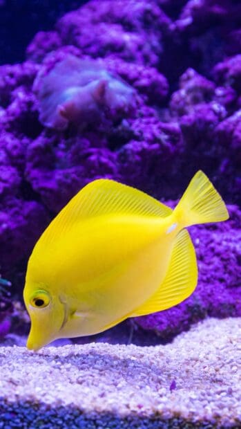 A bright yellow tropical fish is swimming close to the vibrant purple coral reef, 2K Phone Wallpaper