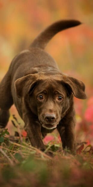 A brown Labrador is walking forward through grass with autumn colored leaves in the background, HD Phone Wallpaper